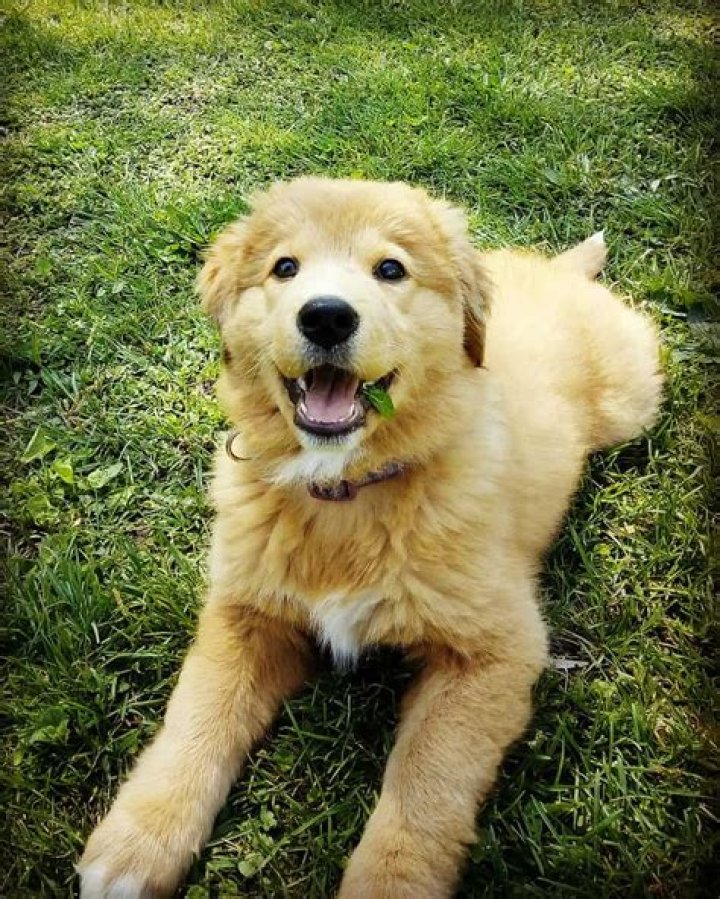Discoveries In The Weiner Dog Golden Retriever Mix World