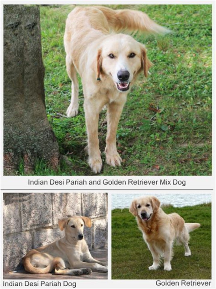 Unlock The Secrets Of The Wiener Dog And Golden Retriever Mix