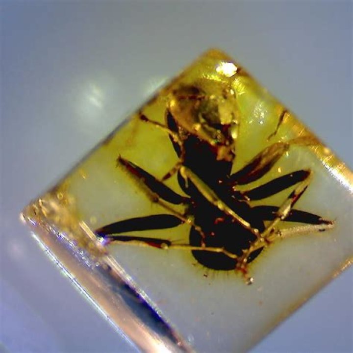 Unveiling Amber Midthunder: Discoveries And Insights